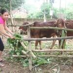 Thông qua Hội Nông dân, vợ chồng Nguyễn Thành Ninh được vay vốn chính sách mua bò về nuôi