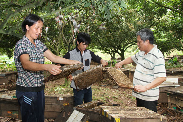 Gia đình ông Trịnh Văn Quỳnh ở thôn Lễ Châu vay vốn ưu đãi mở rộng diện tích trồng nhãn, nuôi ong lấy mật 