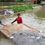 Nhờ được tiếp cận nguồn vốn vay ưu đãi của Nhà nước, nông dân xã Thanh Luông (Điện Biên) đầu tư nuôi thủy sản, tạo việc làm, tăng thu nhập