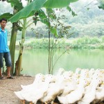 Được tiếp cận vốn vay ưu đãi từ NHCSXH huyện Ba Vì, anh Vương Đức Thắng ở thôn Bưởi, xã Khánh Thượng đã đầu tư mua con giống, cây giống phát triển đa cây, đa con hướng tới làm kinh tế mô hình VACR