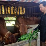 Anh Nguyễn Minh Tuấn ở thôn Kim Xuyên vay vốn ưu đãi đầu tư nuôi bò