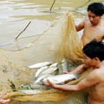 Nhiều hộ gia đình đã đầu tư nuôi cá cho thu nhập ổn định