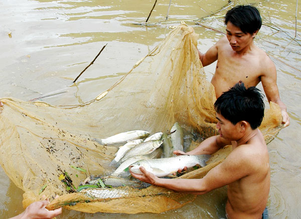 Nhiều hộ gia đình đã đầu tư nuôi cá cho thu nhập ổn định