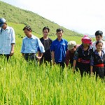 Áp dụng KHKT, đồng bào các dân tộc huyện Mường Ảng thâm canh giống lúa chịu hạn