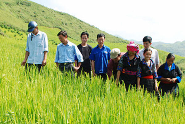 Áp dụng KHKT, đồng bào các dân tộc huyện Mường Ảng thâm canh giống lúa chịu hạn