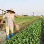 Hội viên phụ nữ phường Võ Cường (Bắc Ninh) đầu tư trồng rau màu đem lại hiệu quả kinh tế