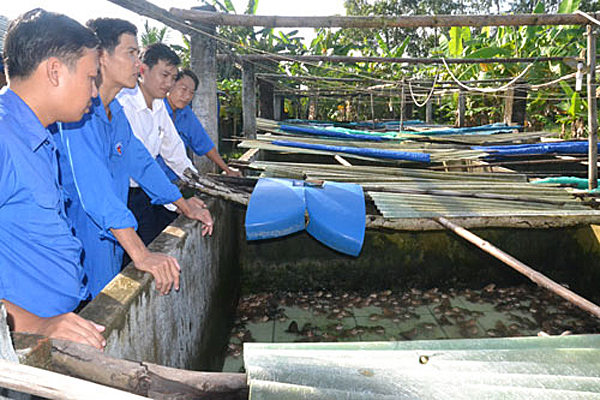 Trang trại nuôi ếch của Lê Văn Thành ở huyện Điện Bàn