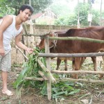 Thông qua Hội Nông dân, hội viên Nguyễn Thành Ninh được vay vốn chính sách mua bò về nuôi