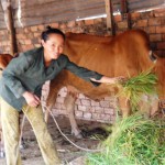 Hộ nghèo theo chuẩn địa phương ở TP. Hồ Chí Minh được vay vốn nuôi bò, phát triển kinh tế gia đình