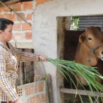 Hộ nghèo tại 6 huyện nghèo của tỉnh Quảng Ngãi có thêm vốn để phát triển chăn nuôi
