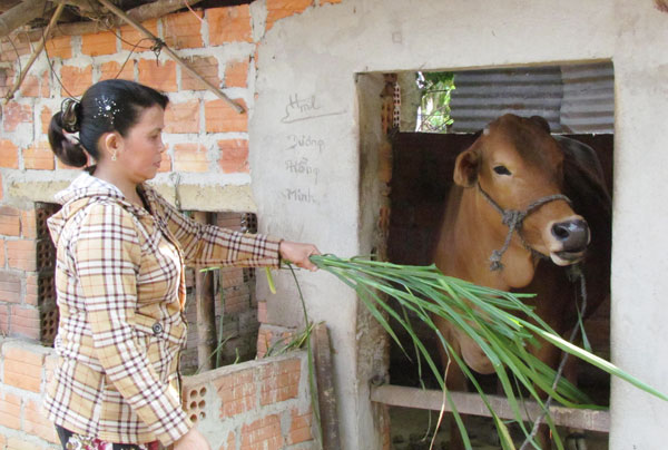 Hộ nghèo tại 6 huyện nghèo của tỉnh Quảng Ngãi có thêm vốn để phát triển chăn nuôi