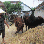 Đàn bò của gia đình chị Hồ Thị Kiên sinh sôi từ vốn vay ưu đãi