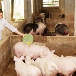 Nông dân Quan Sơn vay vốn chính sách nuôi lợn thịt
