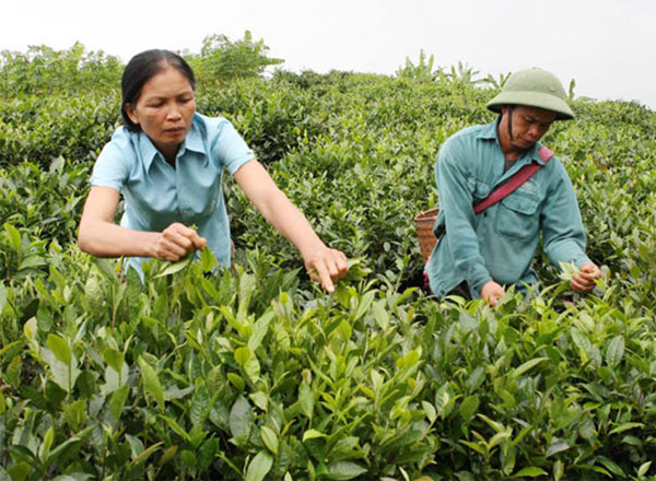 Tổ trưởng Nguyễn Thị Luyến luôn hết lòng với công tác của tổ, đồng thời còn là gương điển hình trong sản xuất nông nghiệp