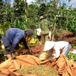 Phát triển cây cà phê - cây chủ lực giúp người nghèo tại tỉnh Kon Tum tăng thu nhập, thoát hẳn cảnh nghèo khó