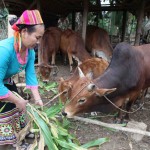 Tín dụng chính sách giúp nhiều hộ nghèo ở Nghệ An có cơ hội “đổi đời” Ảnh: Thái Hòa