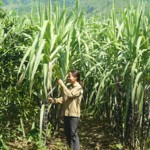 Từ vốn vay ưu đãi, hội viên phụ nữ xóm Hải Phong, xã Bắc Phong đầu tư trồng mía tím đem lại thu nhập khá