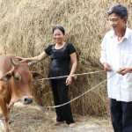 Vợ chồng bà Tình thoát cảnh cơ cực nhờ vay tiền ưu đãi để trồng nấm, nuôi bò