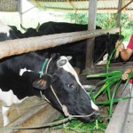 Hộ nghèo theo chuẩn địa phương ở TP. Hồ Chí Minh được vay vốn nuôi bò sữa, tạo được sinh kế và thoát nghèo bền vững