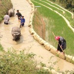 Hộ cận nghèo ở xã Hồ Bốn, huyện Mù Cang Cải vay vốn mua trâu phục vụ sản xuất kinh doanh