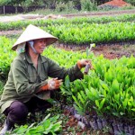 Cây keo giống mang lại nguồn thu nhập ổn định cho gia đình chị Nguyễn Thị Ban