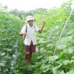 Hộ nghèo ở huyện Duyên Hải vay vốn trồng rau