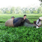 Chè - cây công nghiệp quan trọng trong giảm nghèo và làm giàu ở Thanh Sơn