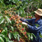 Từ nguồn vốn vay ưu đãi, nhiều hộ nghèo ở Lâm Đồng đã đầu tư trồng cây cà phê, phát triển sản xuất kinh doanh