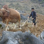 Quyết định mới của UBND tỉnh Hà Giang đáp ứng nhu cầu vay vốn thực sự cho các hộ nghèo, hộ cận nghèo để mua trâu, bò phục vụ sản xuất nông nghiệp