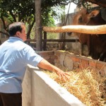 Từ nguồn vốn vay NHCSXH và Quỹ hỗ trợ nông dân tỉnh Bà Rịa - Vũng Tàu đã có nhiều mô hình phát triển kinh tế mang lại hiệu quả cao (Trong ảnh: Mô hình nuôi bò vỗ béo tại xã Long Tân, huyện Đất Đỏ)
