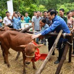 Chủ tịch nước Trương Tấn Sang trao tặng bò giống cho đồng bào hai xã biên giới tỉnh Lạng Sơn Ảnh: Quân đội Nhân dân