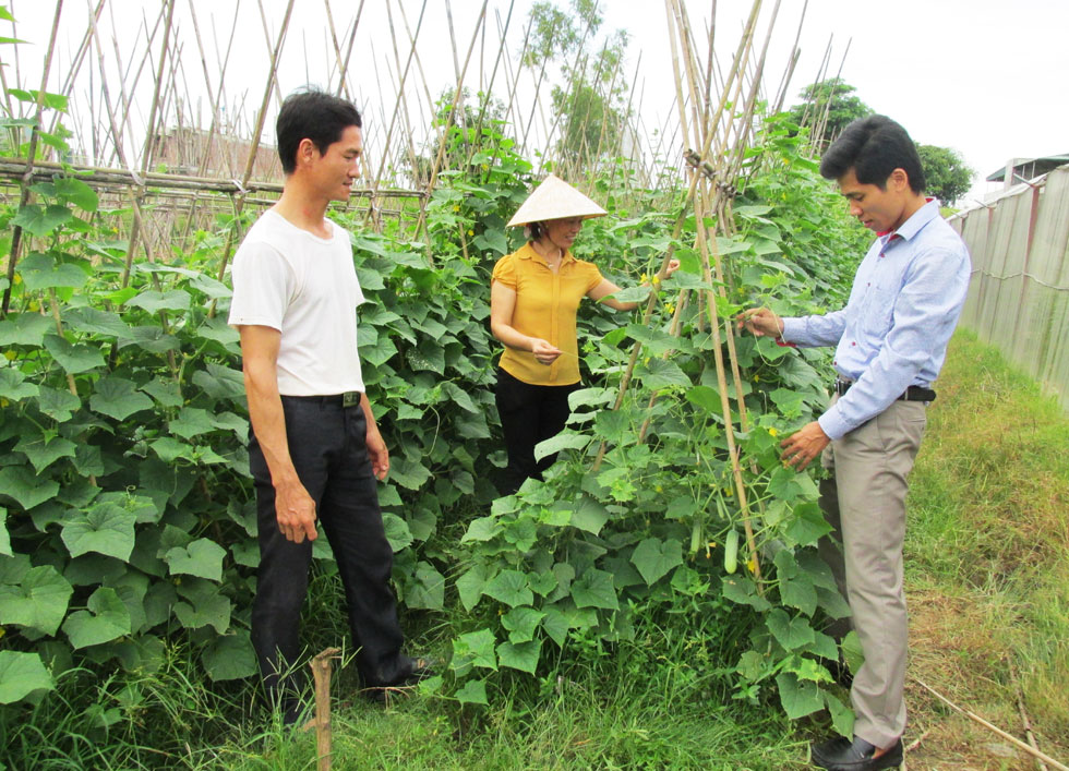Được vay vốn 20 triệu đồng từ 2 năm qua, vợ chồng anh Trịnh Quốc Toản (trái) ở thôn 9, xã Yên Phong, huyện Yên Định đầu tư ngay vào trồng hoa và rau, củ quả theo tiêu chuẩn VietGAP, mỗi năm cho thu nhập khá cao