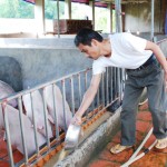 Hội viên viên Hội nông dân xã An Thanh, huyện Tứ Kỳ được vay vốn ưu đãi đầu tư sản xuất chăn nuôi đạt hiệu quả