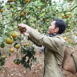 Đầu tư trồng cây ăn quả - hướng đi đúng tạo nguồn thu nhập ổn định cho người dân Diễn Châu