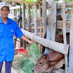 Anh Nguyễn Thành Nhơn (con trai ông Xí) chăm sóc bò mua từ nguồn vốn vay ưu đãi của NHCSXH