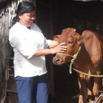 Chị Thạch Thị Ngọc Hạnh chăm sóc bò mua từ vốn của NHCSXH