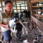 Nhờ được vay vốn ưu đãi để nuôi dê, gia đình anh Thân Vĩnh Phận nay có thu nhập đều đặn 5 triệu đồng/tháng