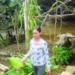 Gia đình bà Nguyễn Thị Ngãi thoát nghèo nhờ nuôi trâu sinh sản