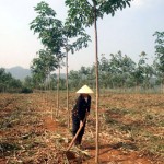 Bà con nông dân chăm sóc cây cao su, một loại cây công nghiệp đầy triển vọng ở Như Xuân