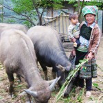 Ở Yên Bái, có nhiều chị em phụ nữ dân tộc thiểu số mạnh dạn vay vốn phát triển chăn nuôi