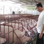 Nông dân tỉnh Bà Rịa - Vũng Tàu vay vốn mở rộng cơ sở chăn nuôi