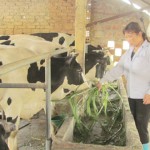 Phát triển chăn nuôi bò sữa mở ra cơ hội thoát nghèo cho người dân