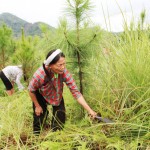 Vốn vay ưu đãi đã giúp gia đình Nông Thị Giang ở thôn Khuôn Cuổng, xã Thạch Đạn phát triển kinh tế vườn đồi