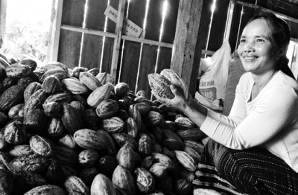 Chị Hbim phân loại trái ca cao vừa thu mua