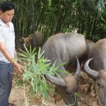 Hội viên Cựu chiến binh ở xã Thanh Xương, huyện Điện Biên đã sử dụng hiệu quả nguồn vốn phục vụ chăn nuôi