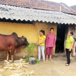 Vừa qua, được vay 40 triệu đồng hộ nghèo, gia đình chị Hoàng Thị Phương ở xã Định Long, huyện Yên Định mua bò về nuôi