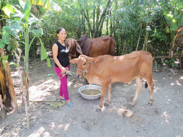 Chị Nguyễn Hồng Sáng ở thôn Phúc Tuy, xã Xuân Viên, huyện Nghi Xuân được vay mức vay mới 50 triệu đồng đầu tư mua 2 con bò về chăn nuôi