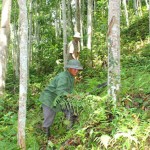 Từ nguồn vốn vay ưu đãi, nhiều hộ dân tại xã Bình Trung, huyện Chợ Đồn đã đầu tư phát triển kinh tế đồi rừng mang lại hiệu quả kinh tế cao