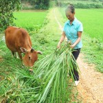 Được vay vốn ưu đãi, gia đình chị Nguyễn Thị Hạnh đã đầu tư mua bò để phát triển kinh tế, vươn lên thoát nghèo
