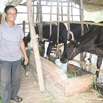 Hộ cận nghèo ở Sóc Trăng vay vốn nuôi bò sữa